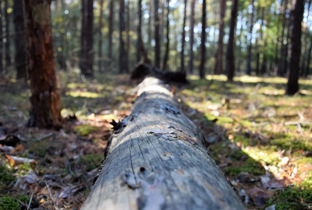 The Ultimate Guide to Outdoor Number 2’s for Lightweight&nbsp;Backpackers