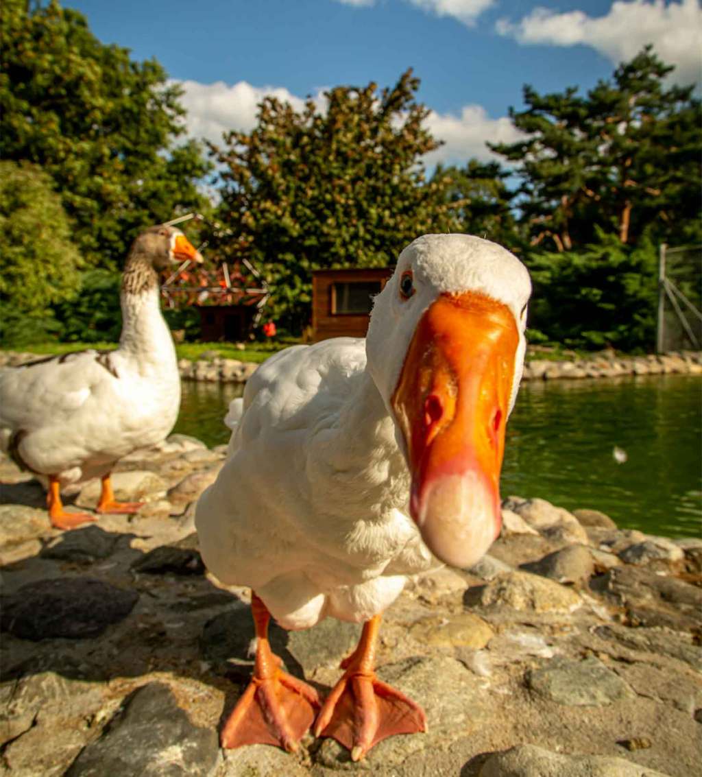 Is the Goose Down in Your Lightweight Sleeping Bag&nbsp;ethical?